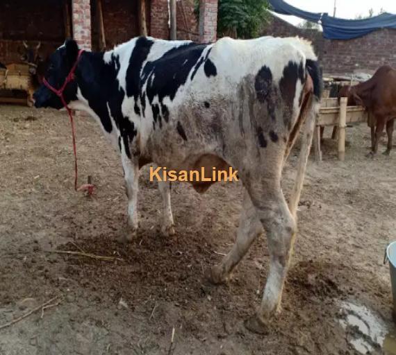 Cow For Sale