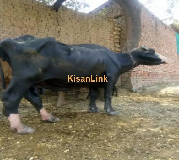 Buffalo For Sale