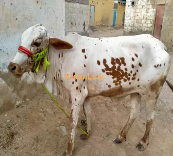 Cow For Sale