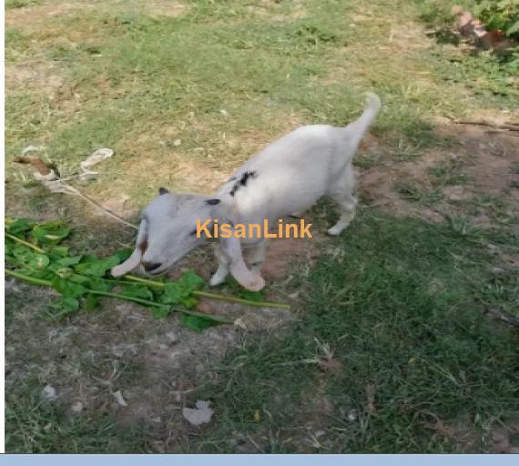 Goat for Sale