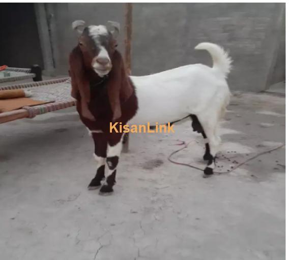 Goat for Sale