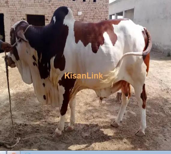 Cow For Sale