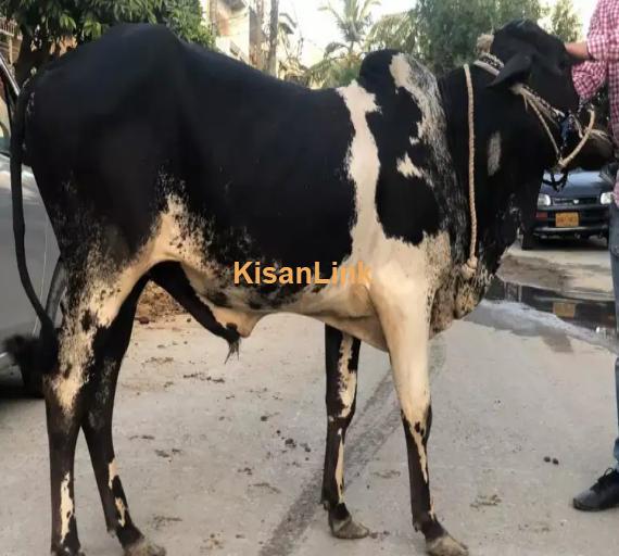 Cow For Sale