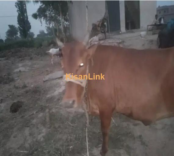 Cow For Sale