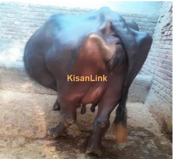 Buffalo For Sale