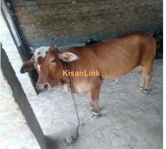 Cow For Sale