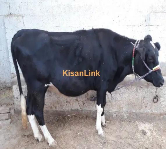 Cow For Sale