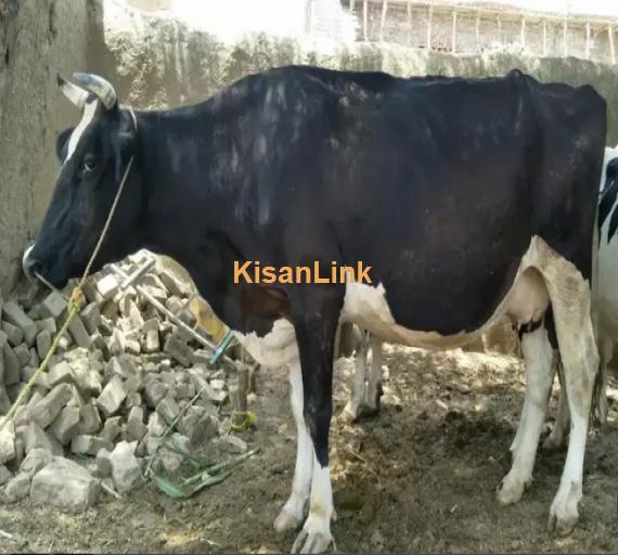 Cow For Sale