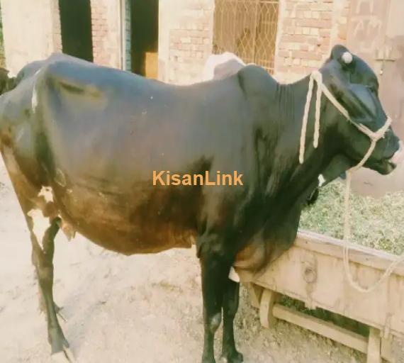 Cow For Sale