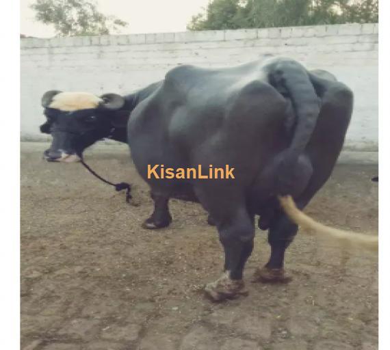 Buffalo For Sale