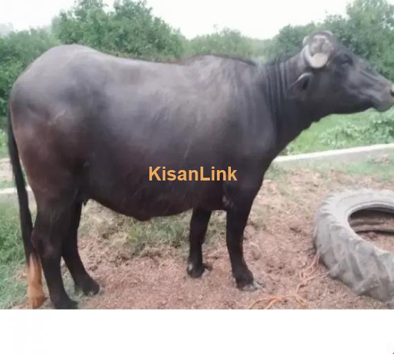 Buffalo For Sale