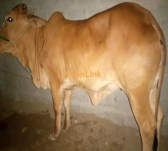 Cow For Sale