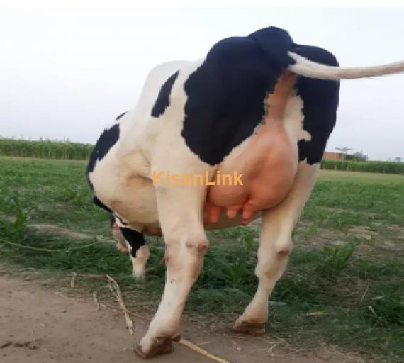 Cow For Sale