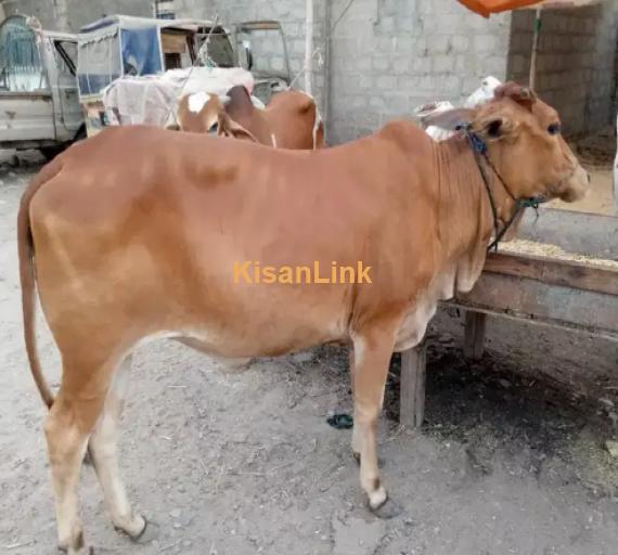 Cow For Sale