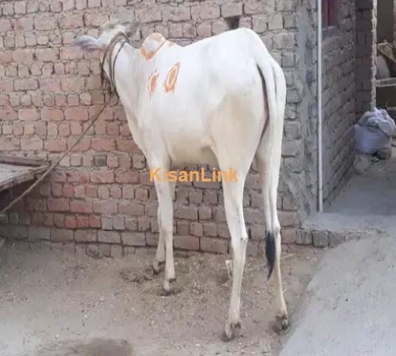 Cow For Sale