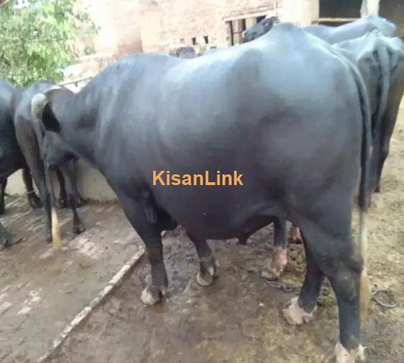 Cow For Sale