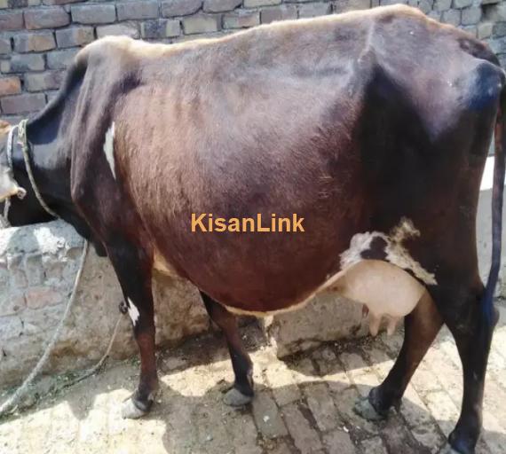 Cow For Sale