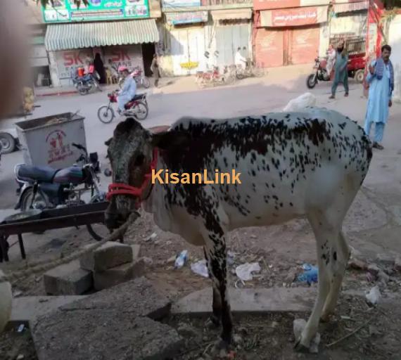 Cow For Sale