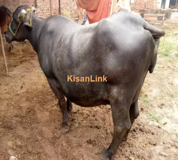 Buffalo For Sale