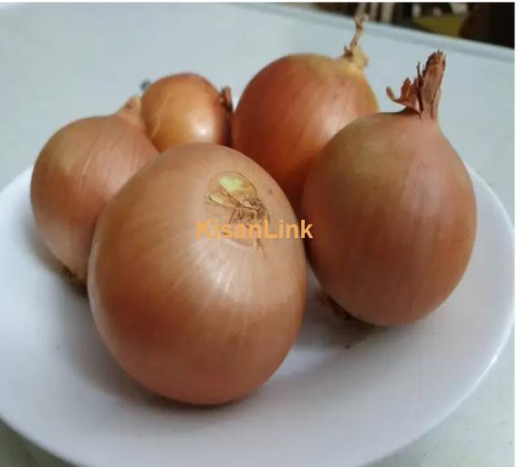 Fresh Red Onion