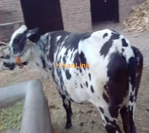 Cow For Sale