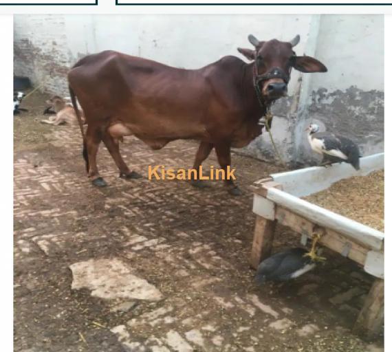 Cow For Sale