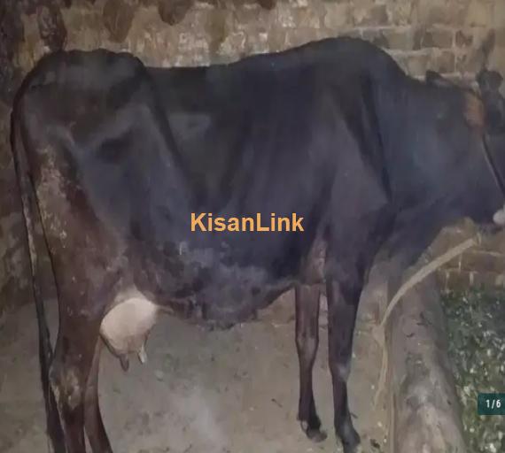 Cow For Sale