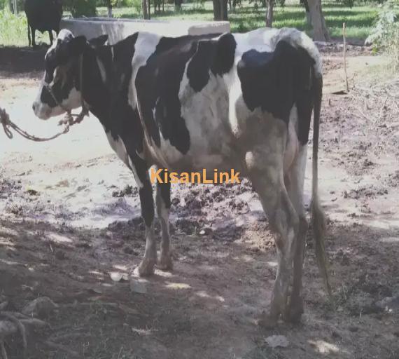 Cow For Sale