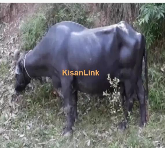 Buffalo For Sale