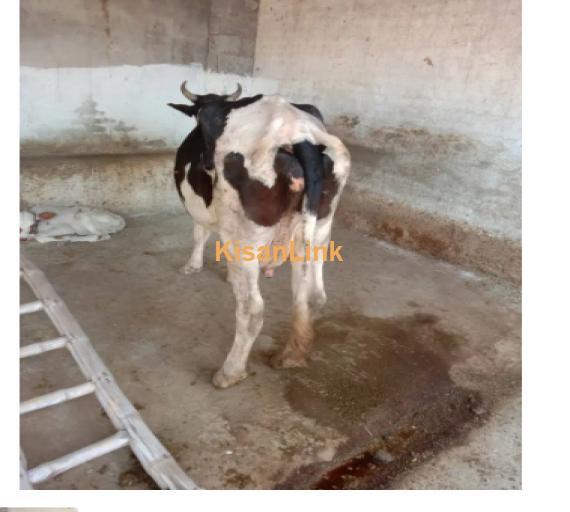 Cow For Sale