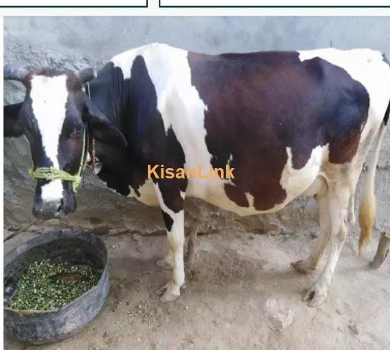 Cow For Sale