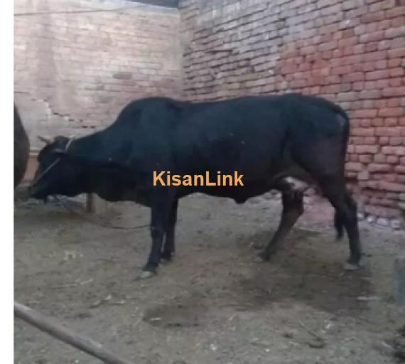 Cow For Sale