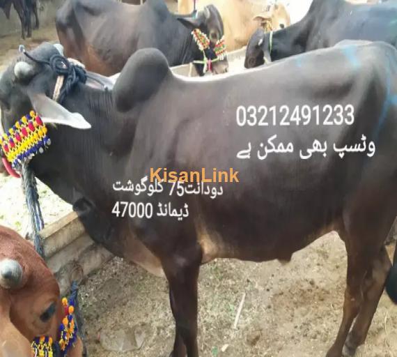 Cow For Sale