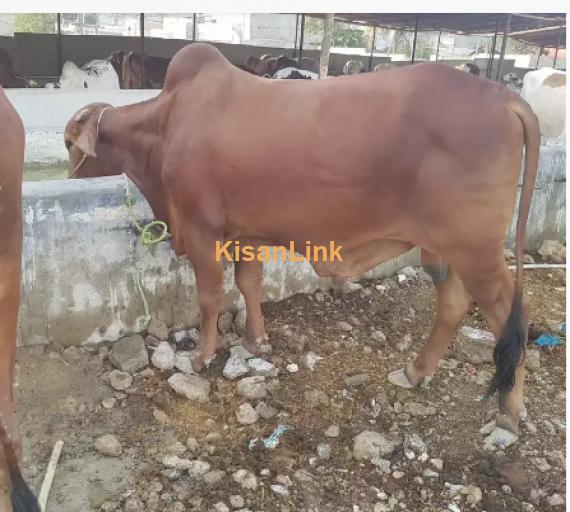 Cow For Sale