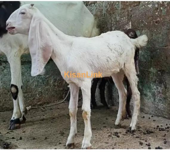 Goat for Sale