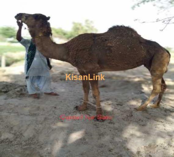 Bakra Eid keleay ontni for sale