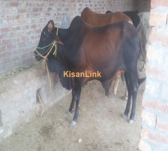 Haji Akbar Cattle farm