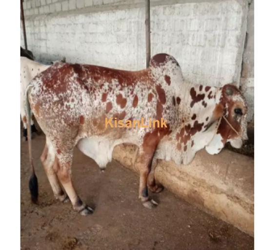 Cow For Sale