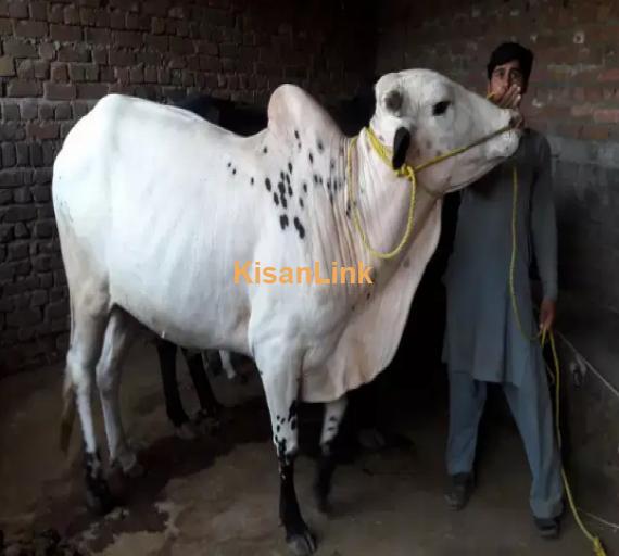 Cow For Sale