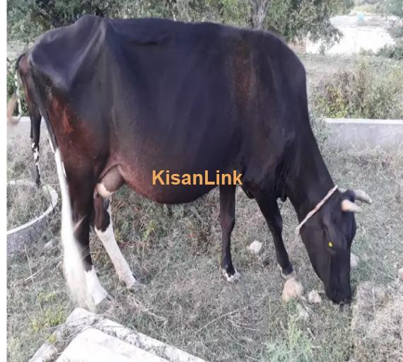Cow For Sale