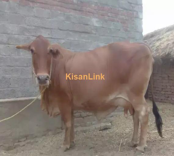 Cow For Sale