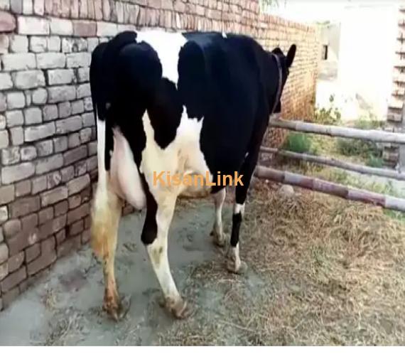 Cow For Sale