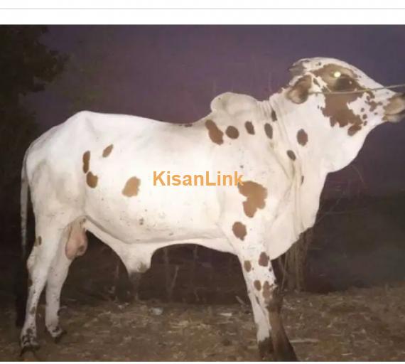 Cow For Sale