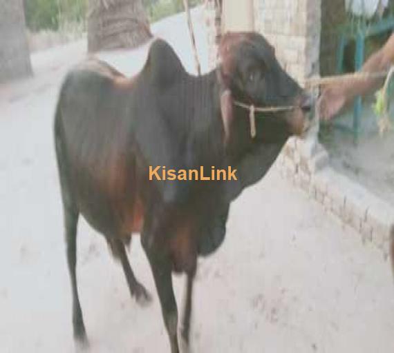 A beautiful Dunda ox for sale