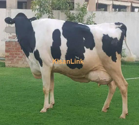 Cow For Sale