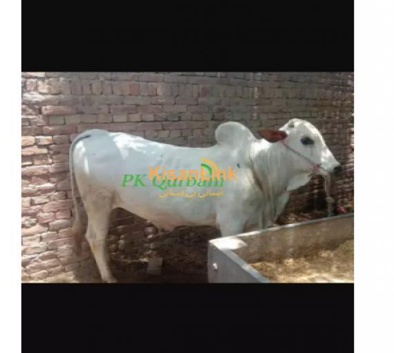 Cow For Sale