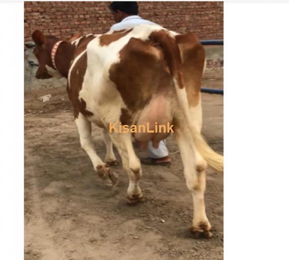 Cow For Sale