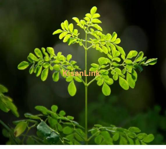 Moringa Plant