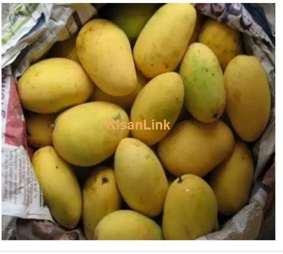 Mangoes For Sale