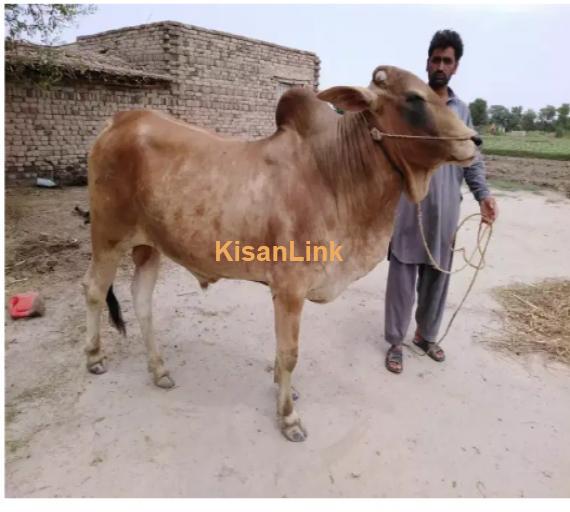 Cow For Sale